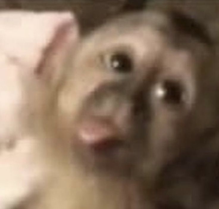 nurella 🇹🇷 tweet media