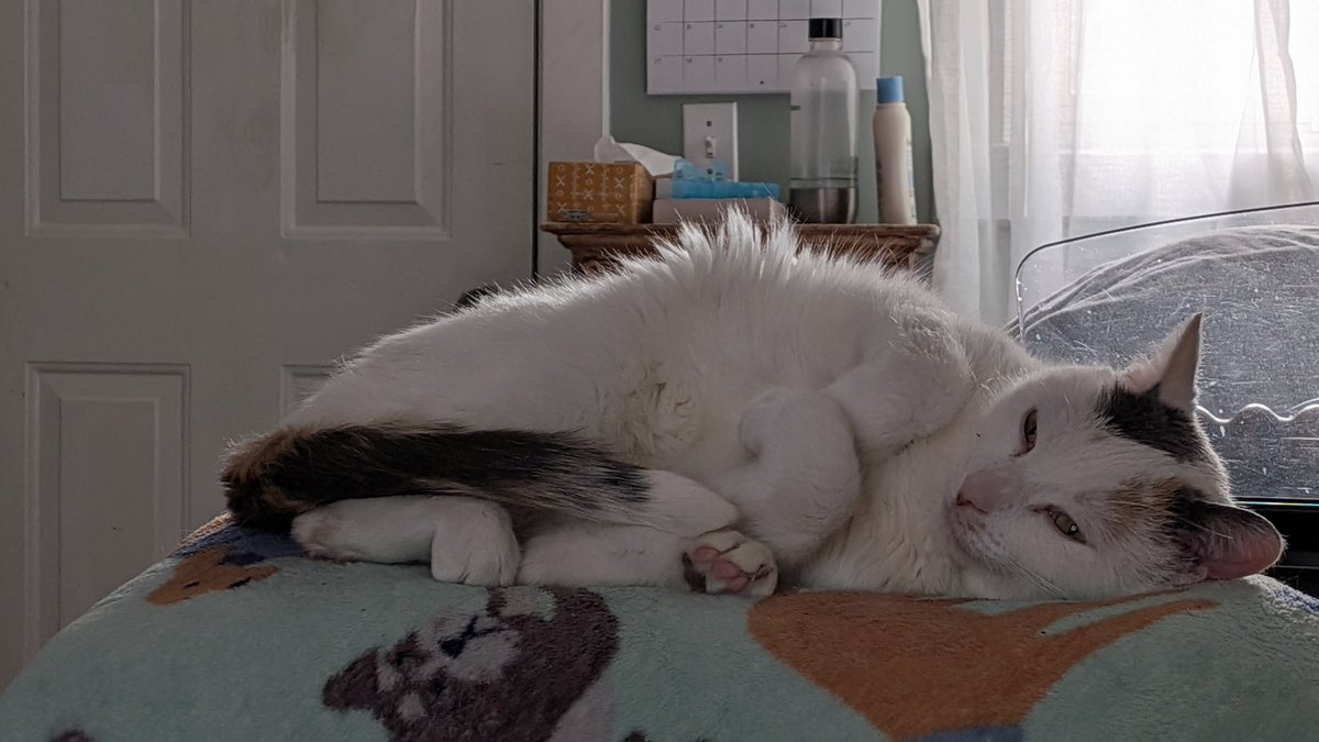 Charlotte the Cat tweet media