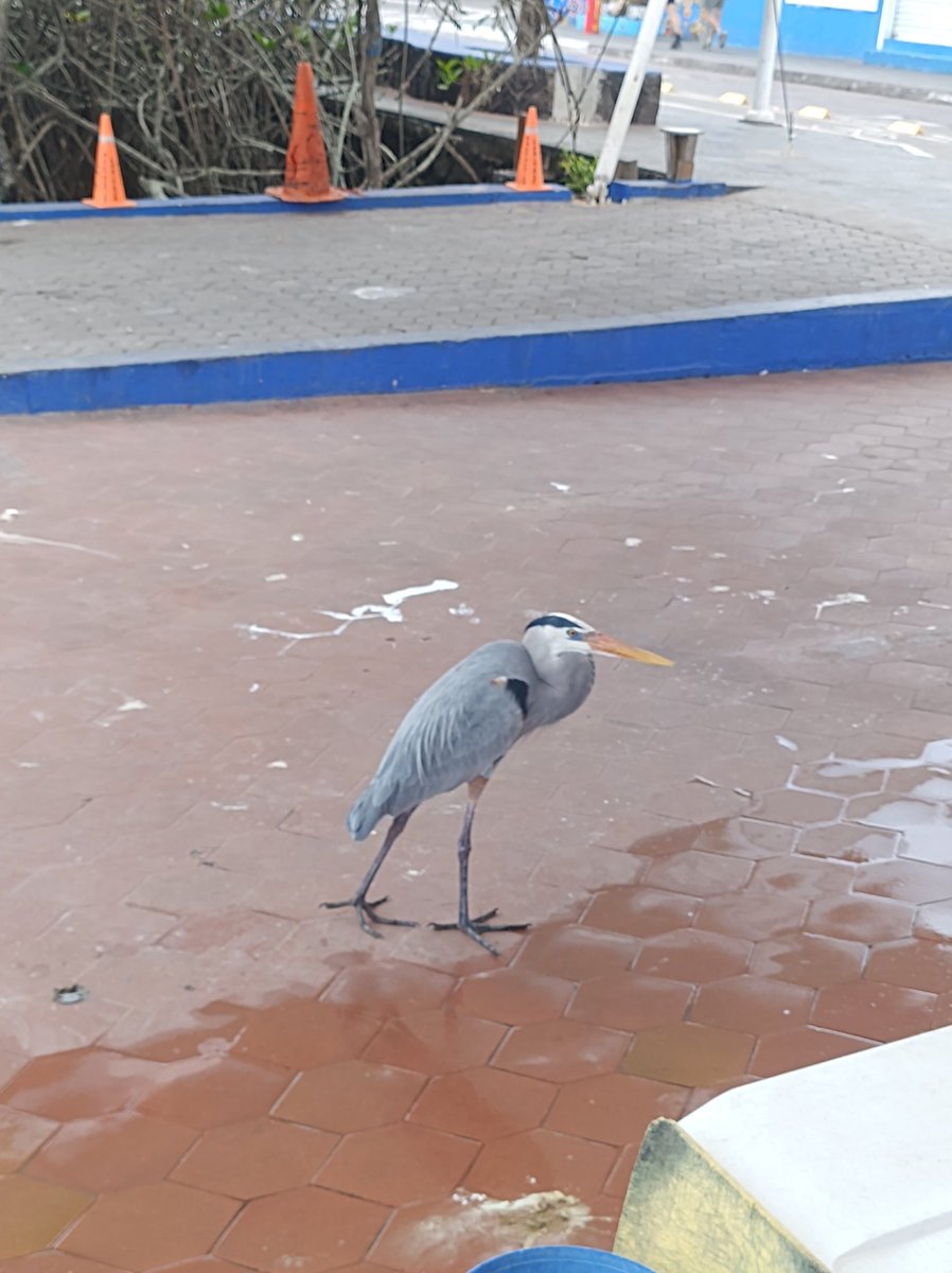 Cecilia Melo 🦀 tweet media