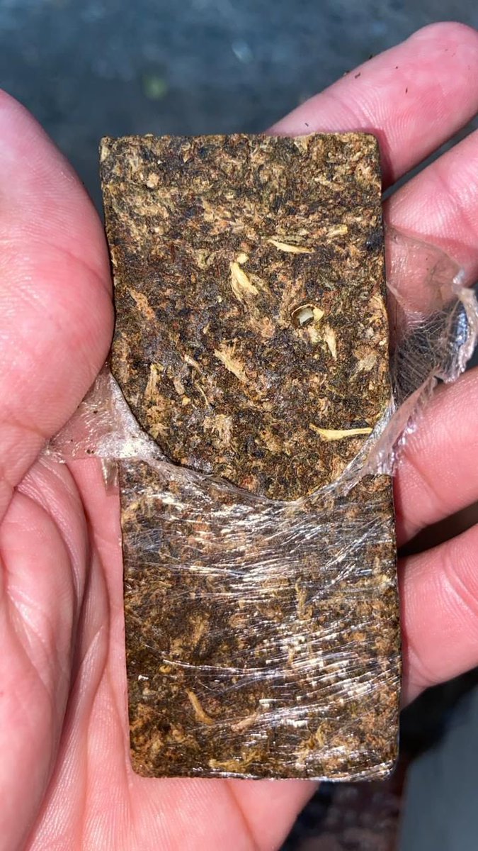 🍁 𝑪𝑨𝑵𝑵𝑨𝑩𝑰𝑺 𝑫𝑶 𝑹𝑰𝑶 🍁 tweet media