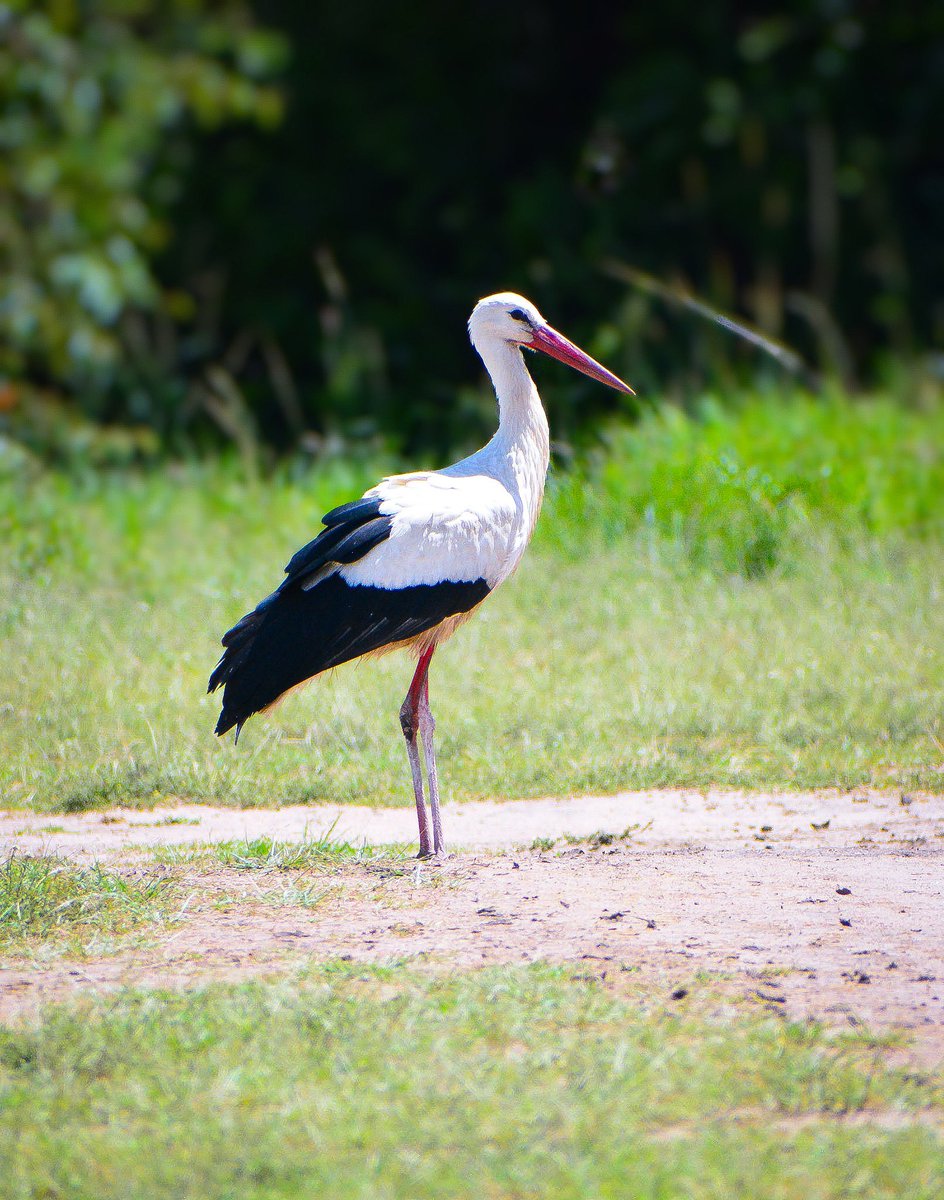 Birds Of Kenya 🇰🇪 tweet media