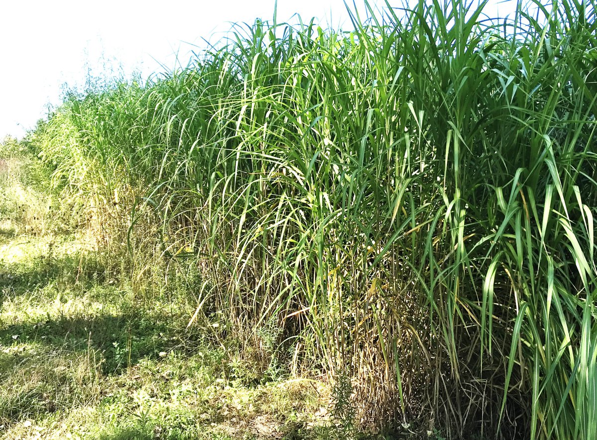 Canadian Society of Soil Science tweet media