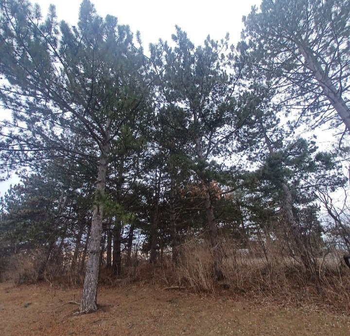 Steve Elshaw tweet media