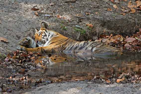 Tigers4Ever2010's tweet photo. When wild #Tigers get that #FridayFeeling we know that we'll need even more #FridayMotivation https://t.co/y5JoLj4VRL