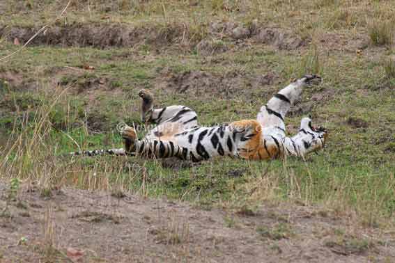 Tigers4Ever2010's tweet photo. When wild #Tigers get that #FridayFeeling we know that we'll need even more #FridayMotivation https://t.co/y5JoLj4VRL