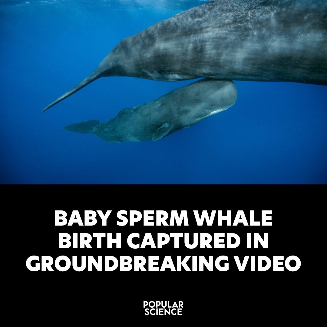 Popular Science tweet media