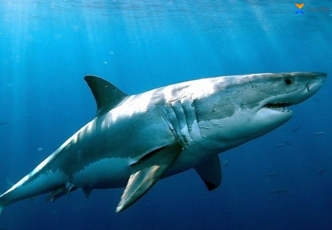 UcProgressNews's tweet photo. 🌍 BREAKING: Sharks in the Bahamas test positive for traces of cocaine and caffeine, raising concerns about drug pollution in ocean waters.

#WorldNews #Environment #Ocean https://t.co/W3YgzD5ZbI
