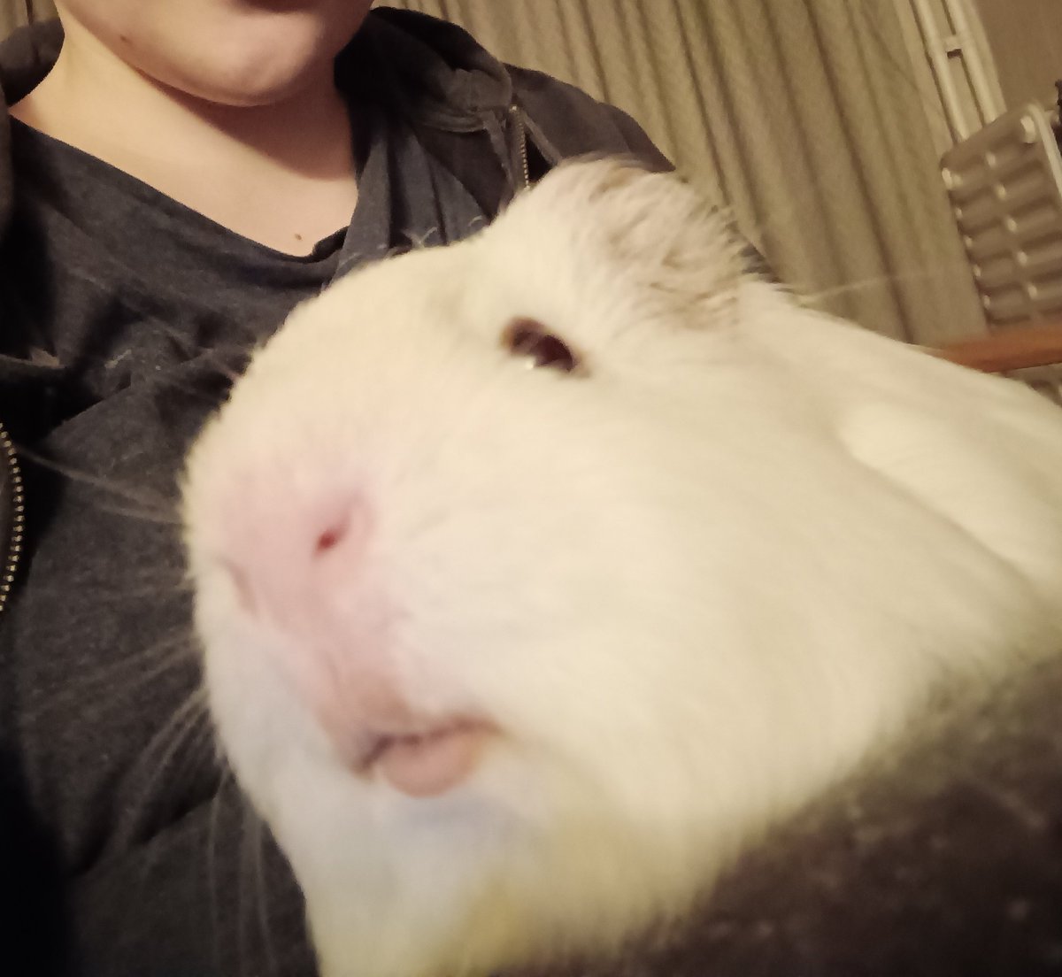 Piggies
