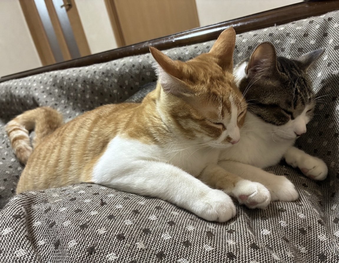 のんちゃん tweet media