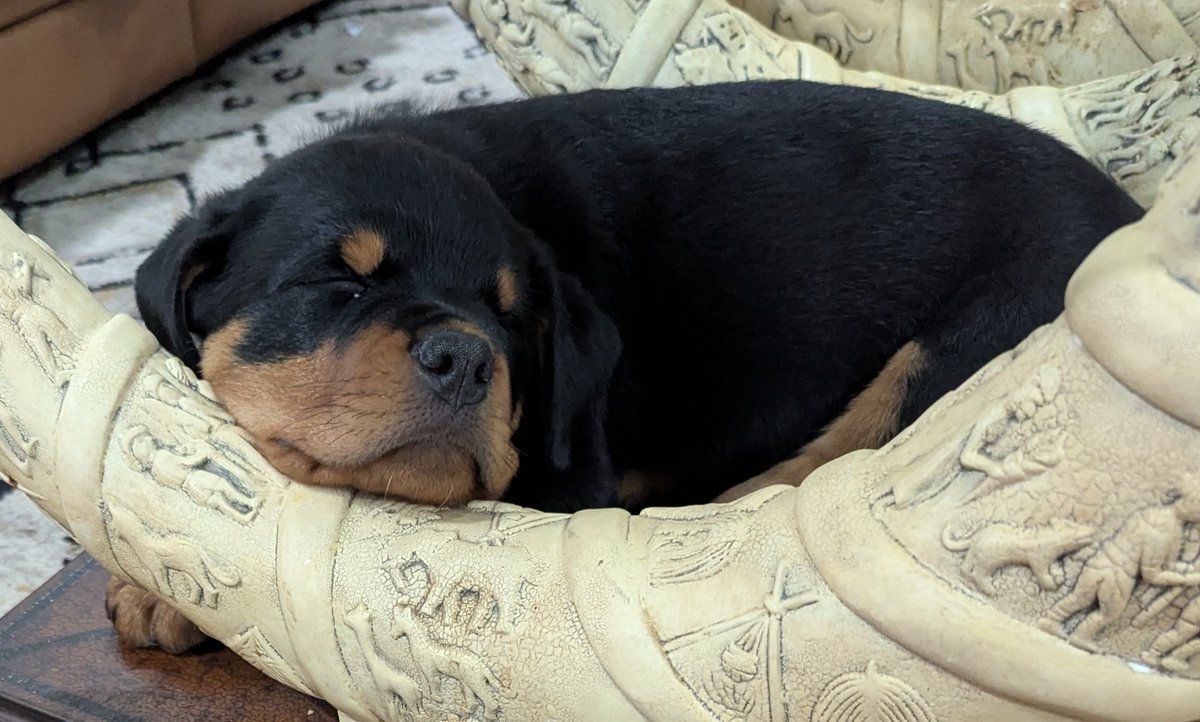 Spot Pet Insurance tweet media