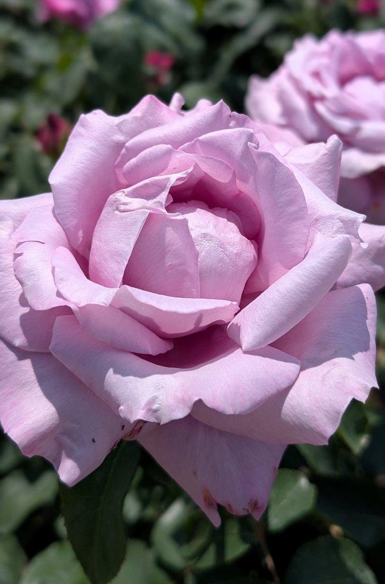 まっちゃもち@スマホ写真🍵 tweet media