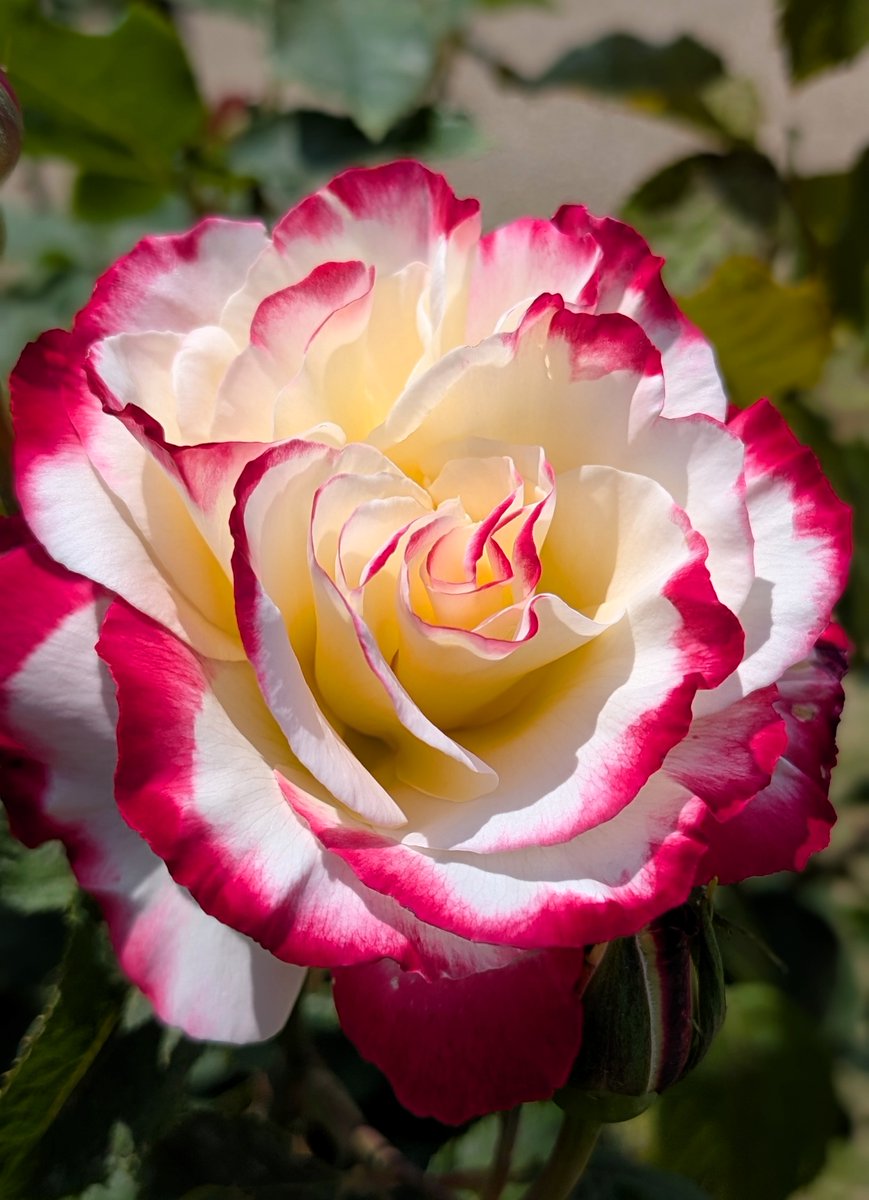 まっちゃもち@スマホ写真🍵 tweet media