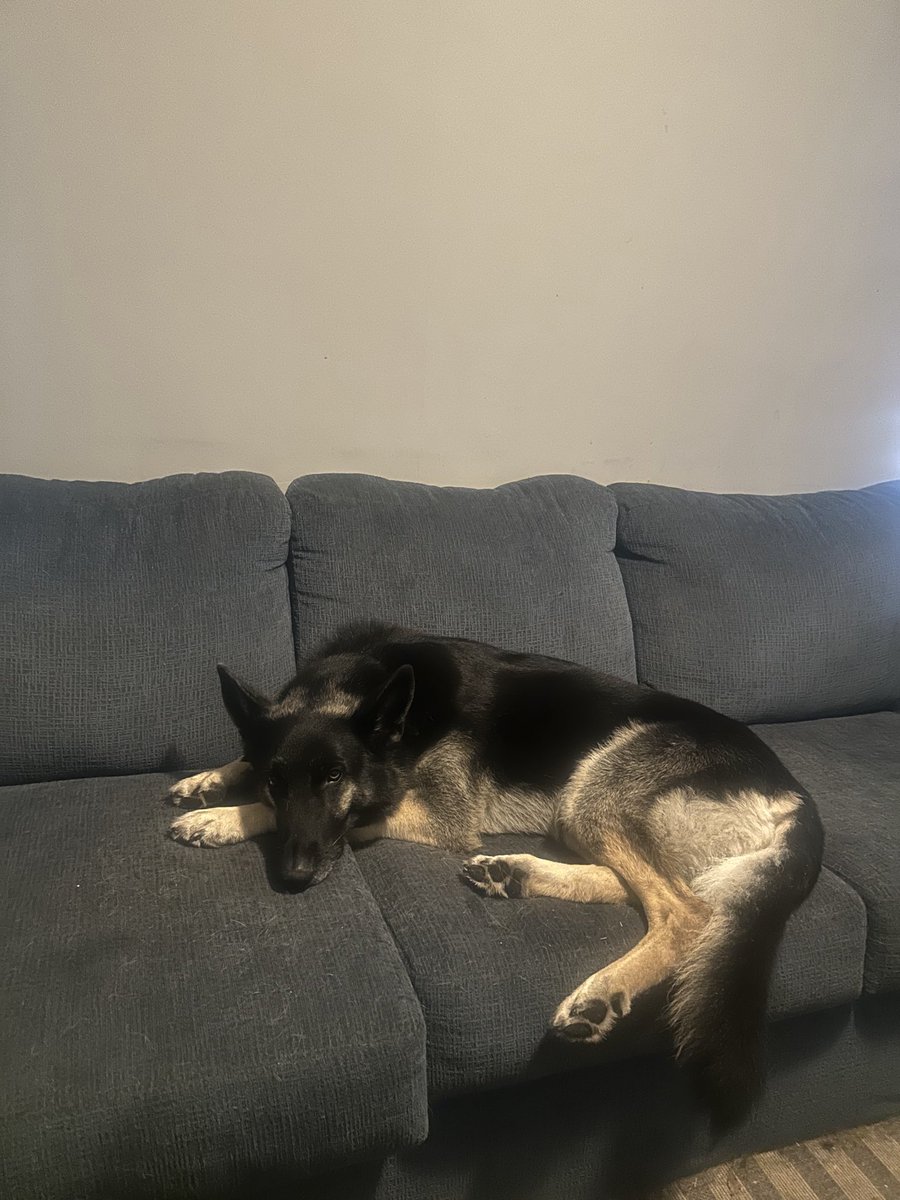 Jax G Shepherd tweet media