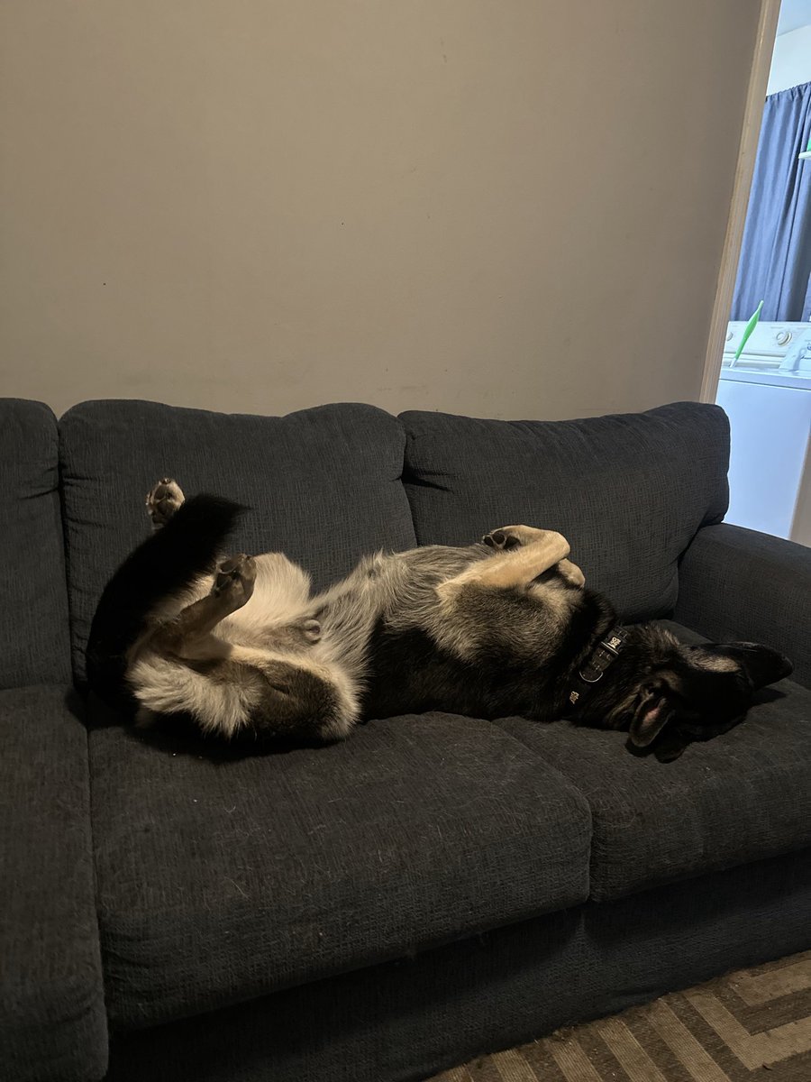 Jax G Shepherd tweet media