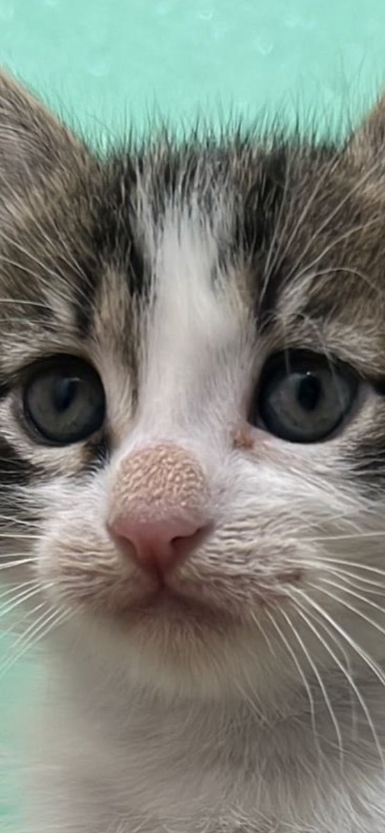 PatiGangs tweet media