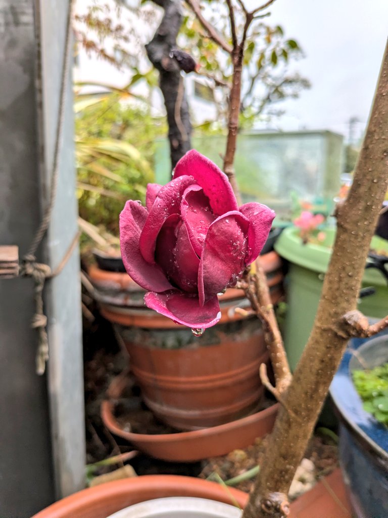 New🙂‍↕️カキピー🦪°・*:.。.☆🥜°・*:.。.☆ tweet media