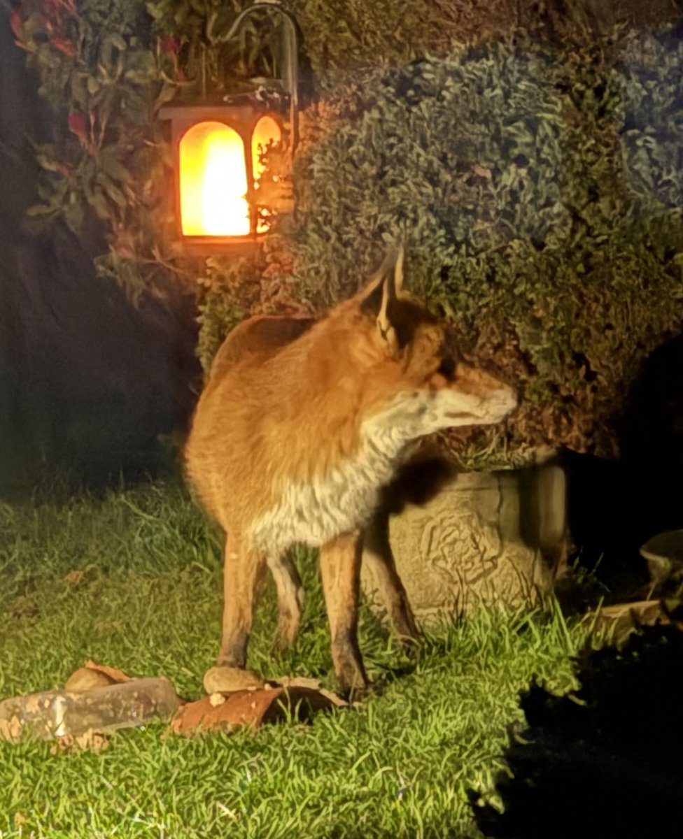 stoathedgebadger tweet media