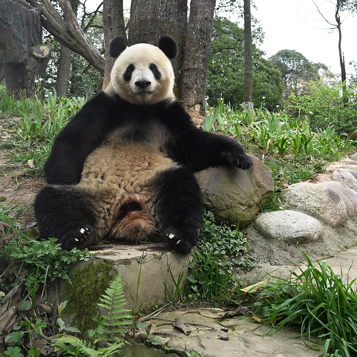 毎日パンダ tweet media