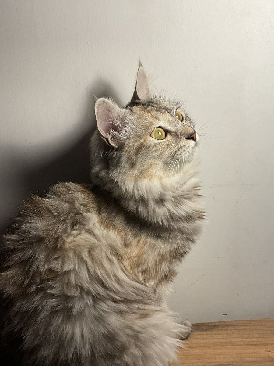 ʜᴀᴍᴢᴀ sᴀʟᴀᴍ tweet media