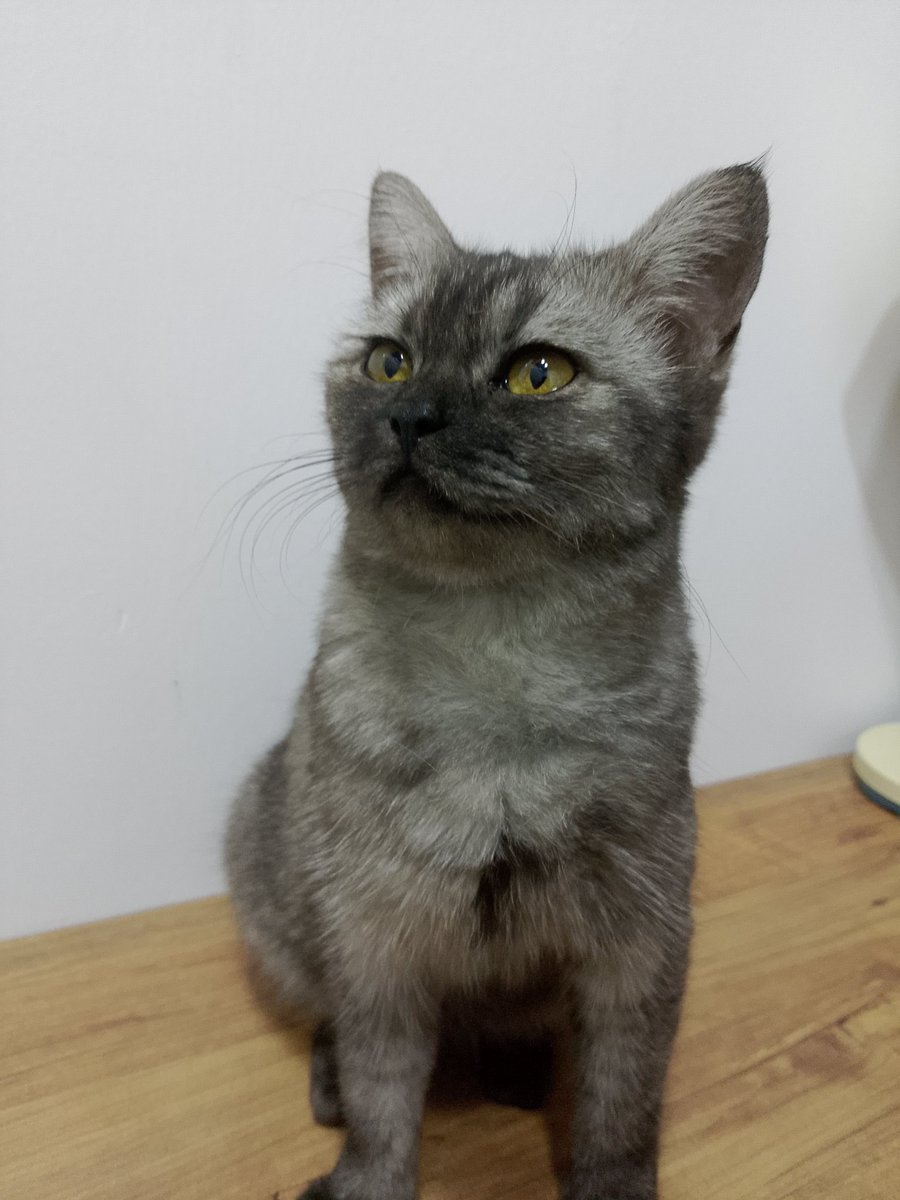 ʜᴀᴍᴢᴀ sᴀʟᴀᴍ tweet media