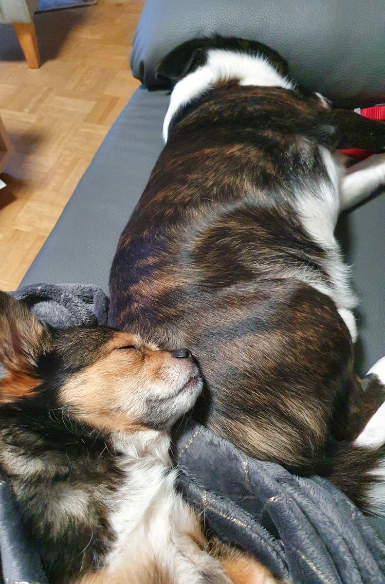 Minister Charlie +Assistentinnen tweet media