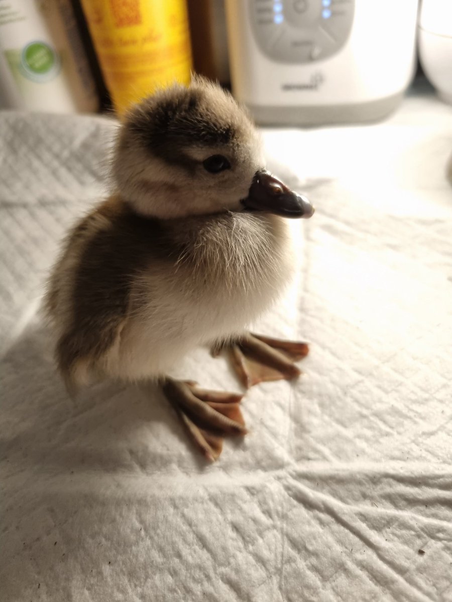 Viechertante tweet media