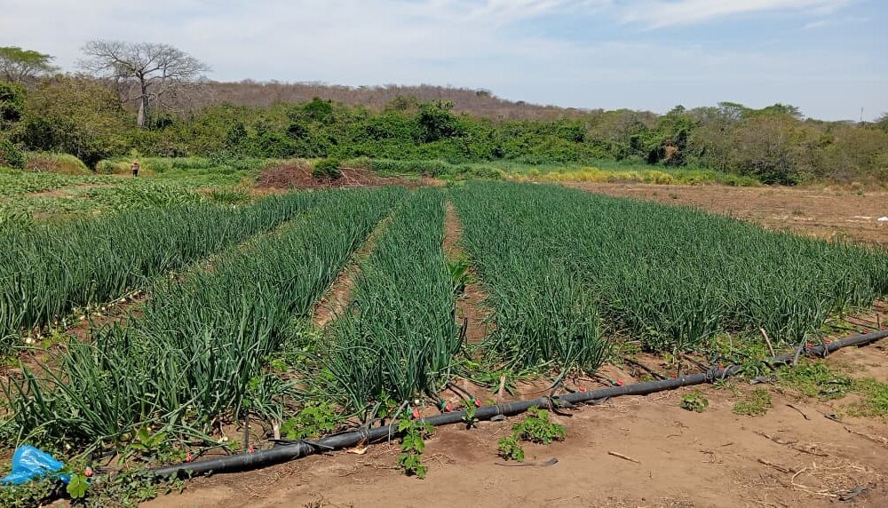 VISIÓN AGROPECUARIA WEB Y VAR RADIO ON LINE tweet media