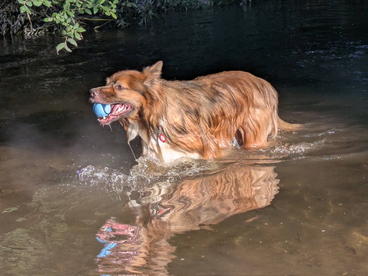 CamasTheCollie's tweet image. There was snow on the car this morning! Not on the ground, but it was cold with a sharp wind. Looking be ack to our summer holiday. 🐾🐾❄️🌬️🙂
#BorderCollie
#Freezing
#ColdSnap 
#ThrowbackThursday