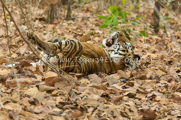 Tigers4Ever2010's tweet photo. When wild #Tigers get that #FridayFeeling we know that we'll need even more #FridayMotivation https://t.co/y5JoLj4VRL