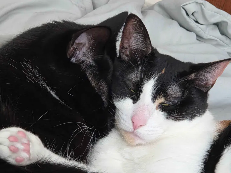 🍉rowan tweet media