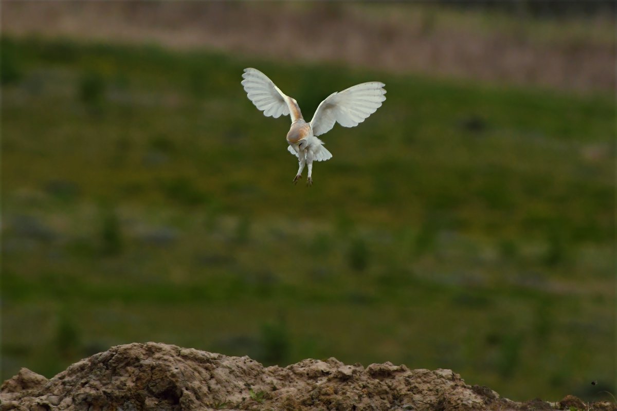 Phil Burnside tweet media