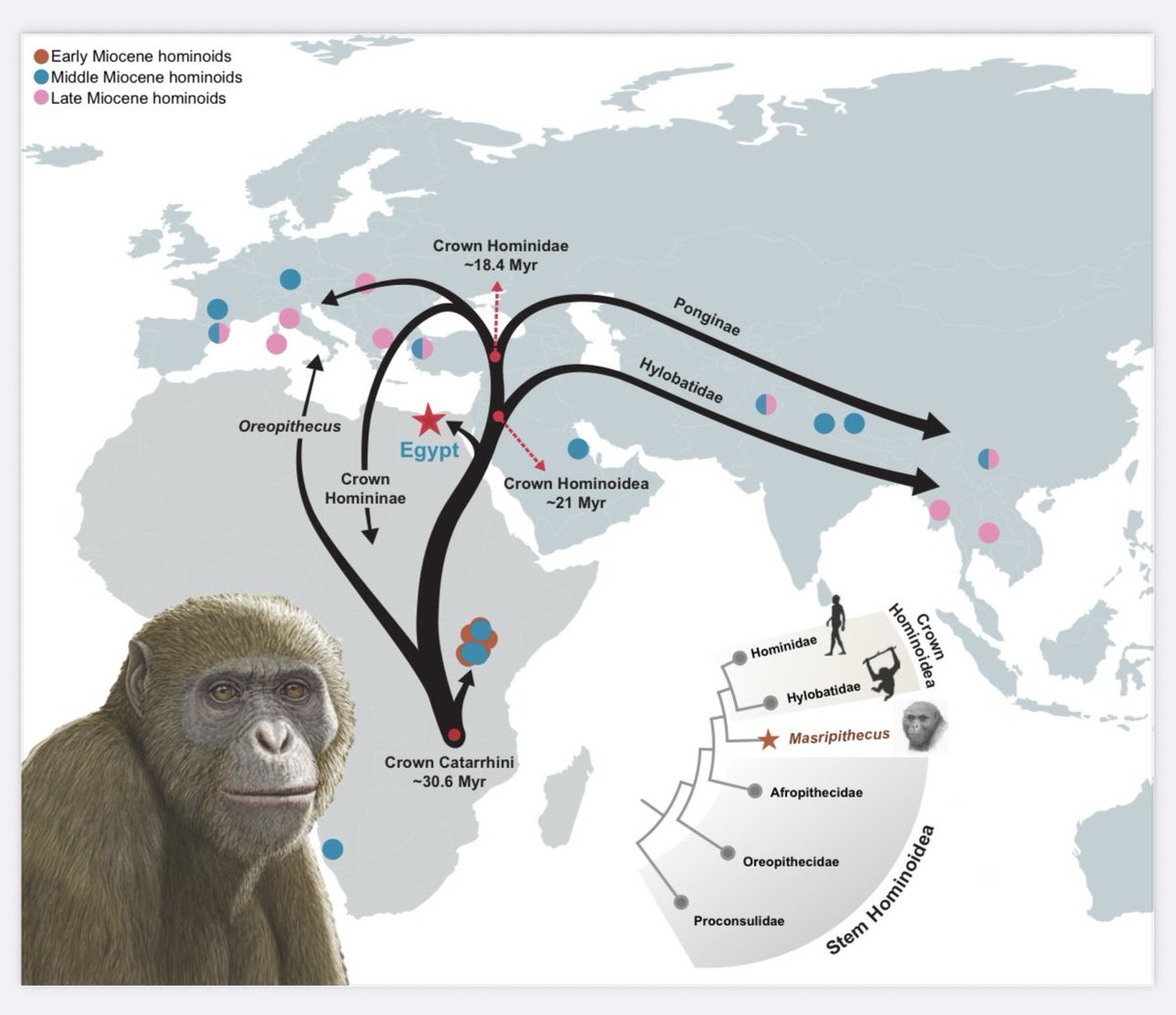 Bottom line: North Africa was not just a corridor. It was likely an active centre of early ape evolution.
And we are only just beginning to explore its full significance.