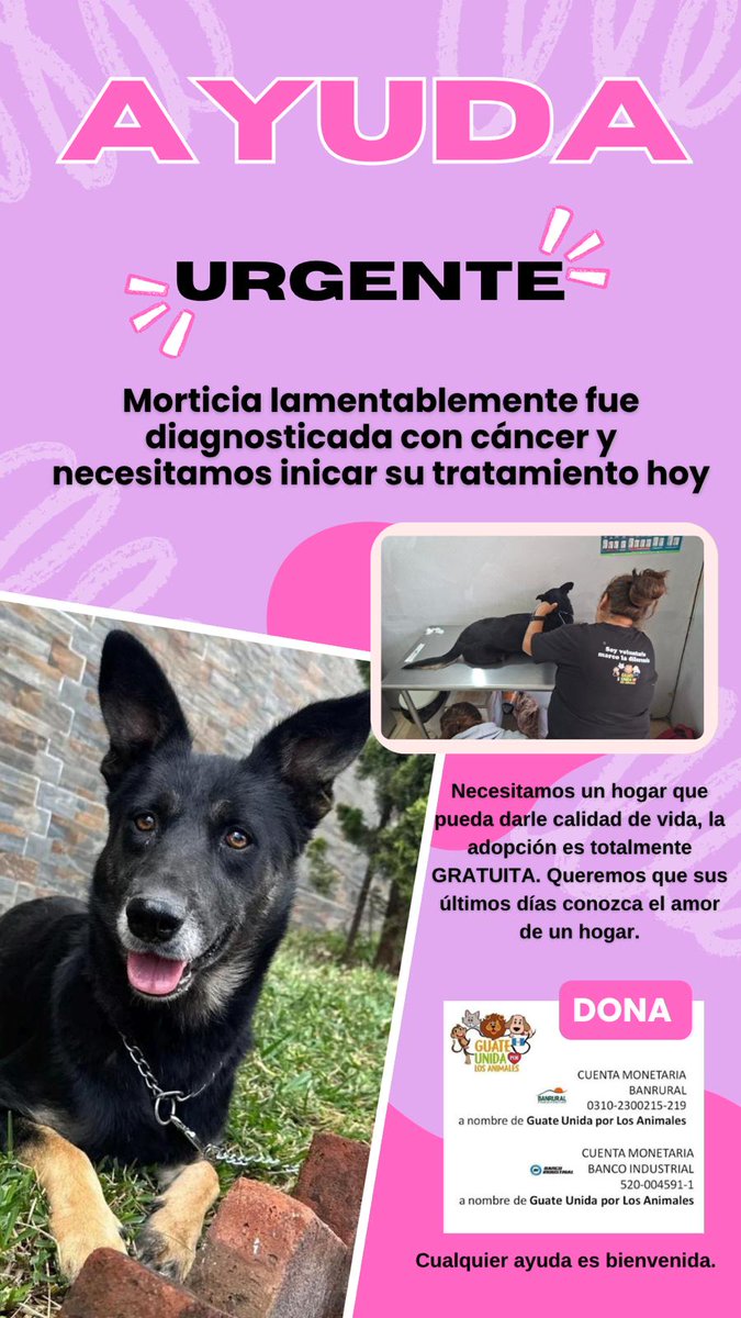 Guate Unida por los Animales tweet media