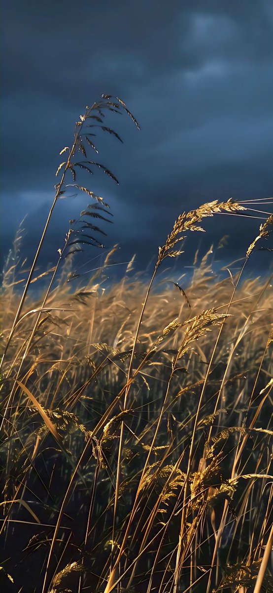 Sonia Álvaro tweet media