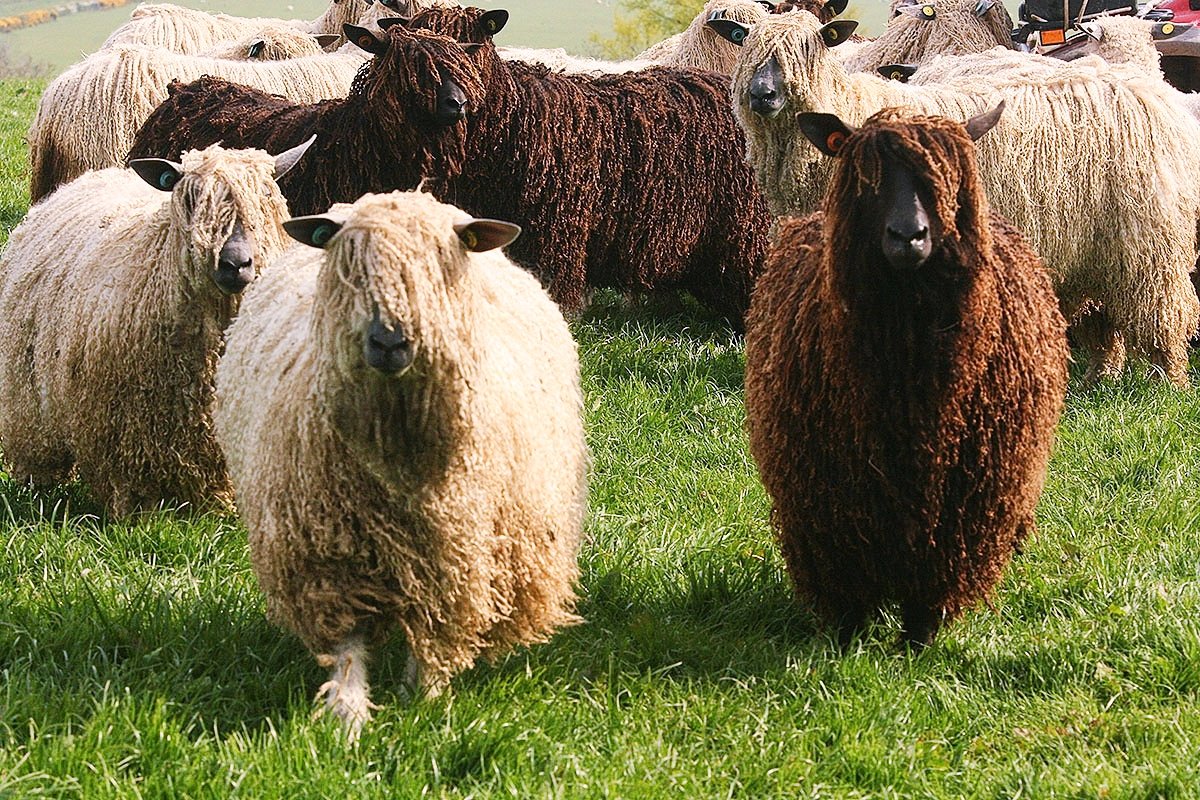 katarina tweet media