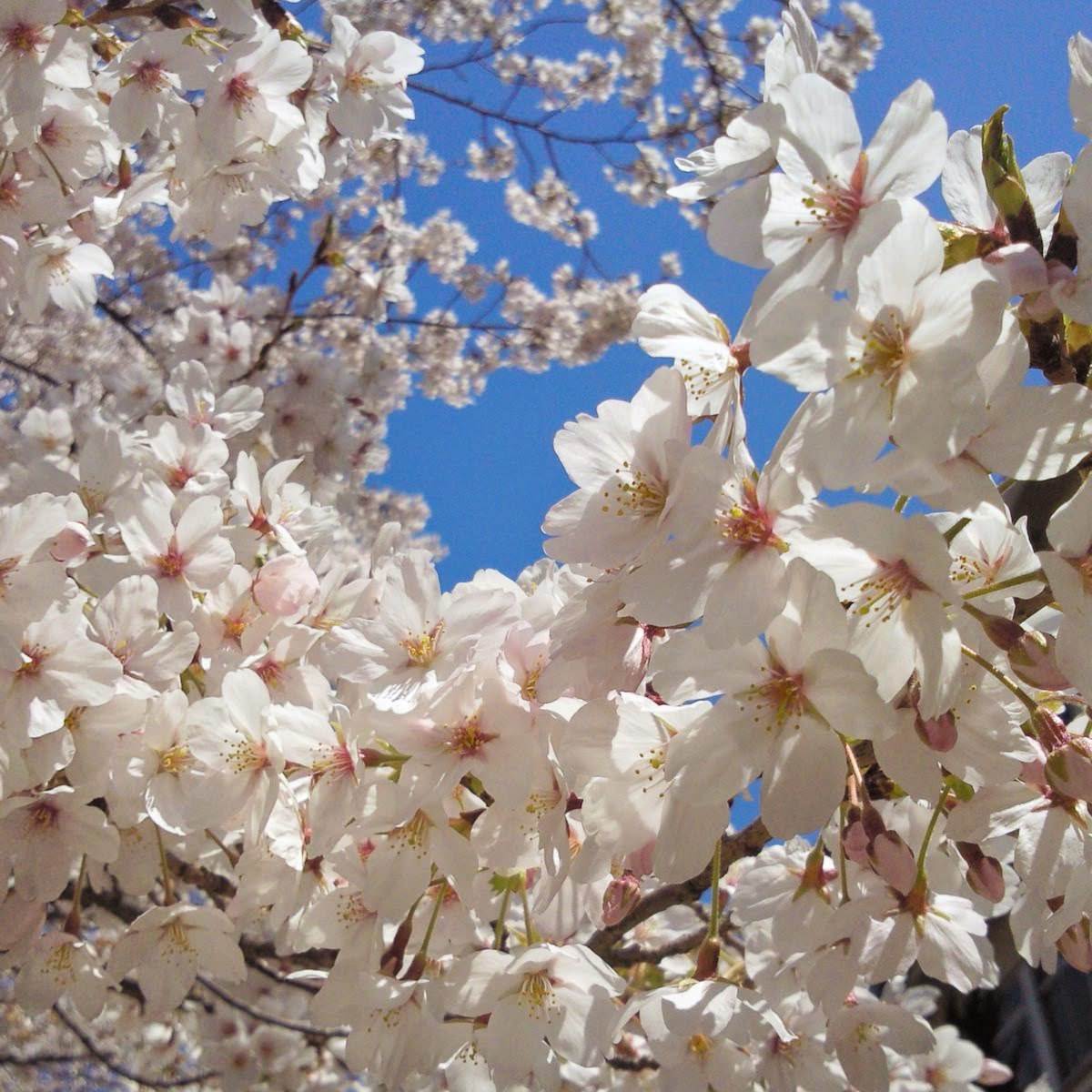 amiens international tweet media