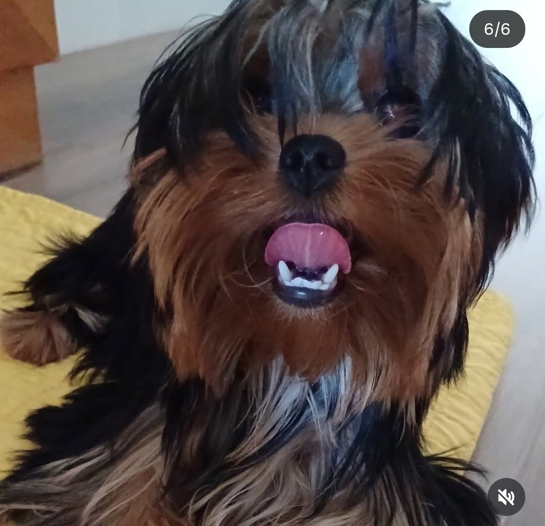 ang. rafael tweet media