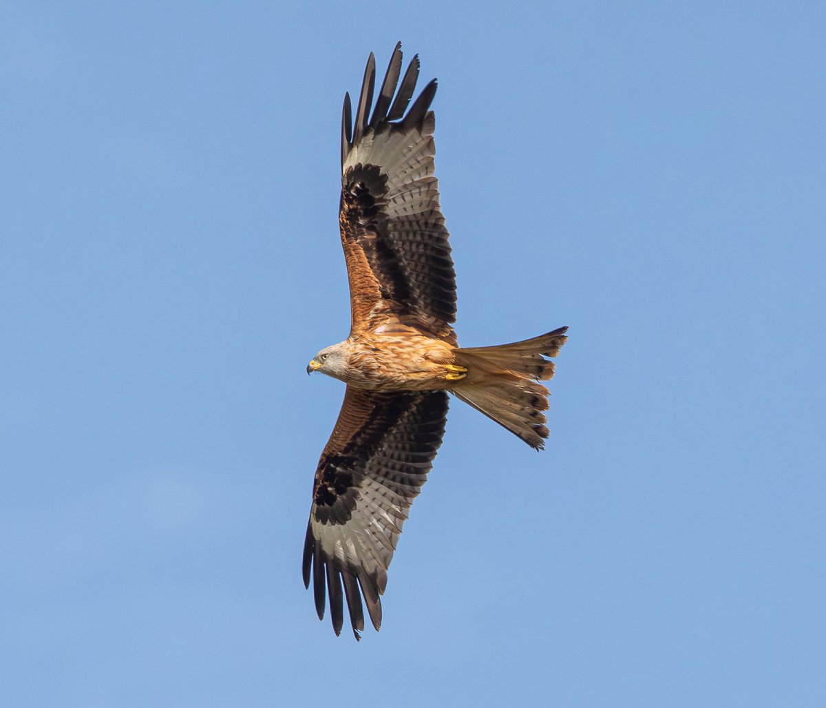 Rob Mould tweet media