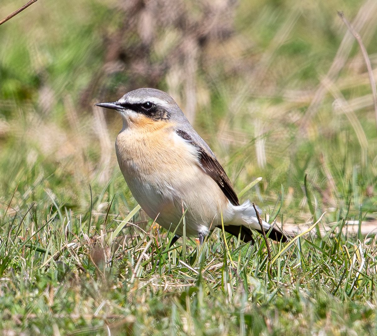 Rob Mould tweet media