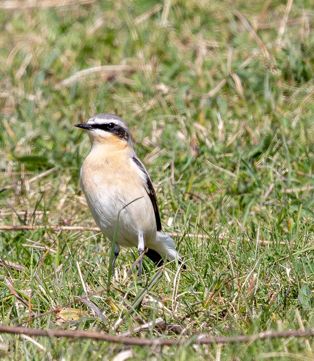 Rob Mould tweet media