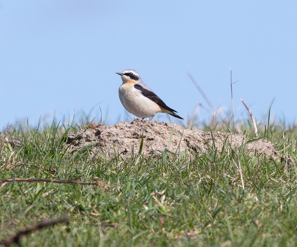 Rob Mould tweet media