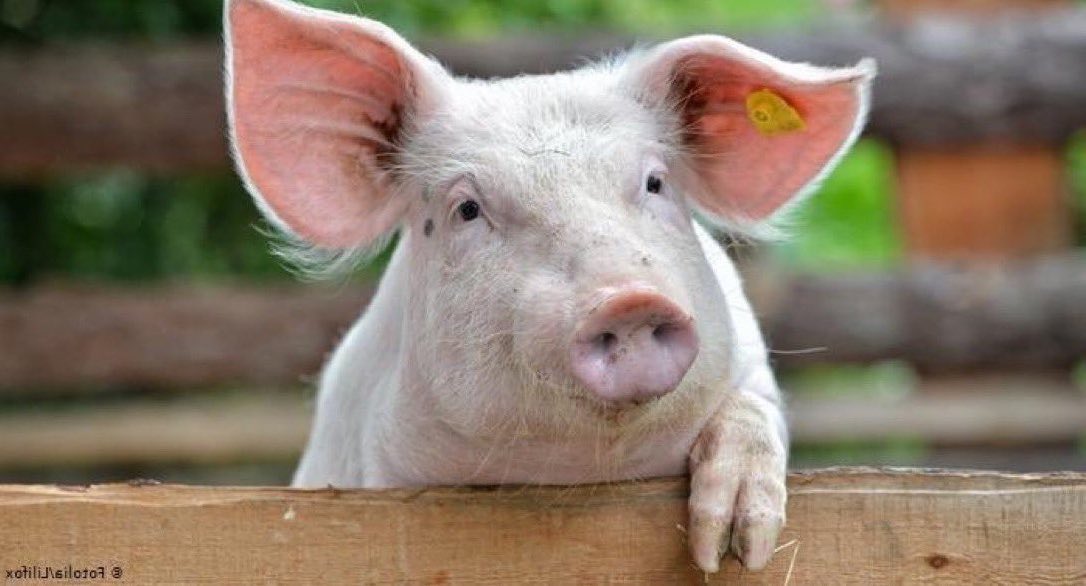 Dirk Hagemann tweet media