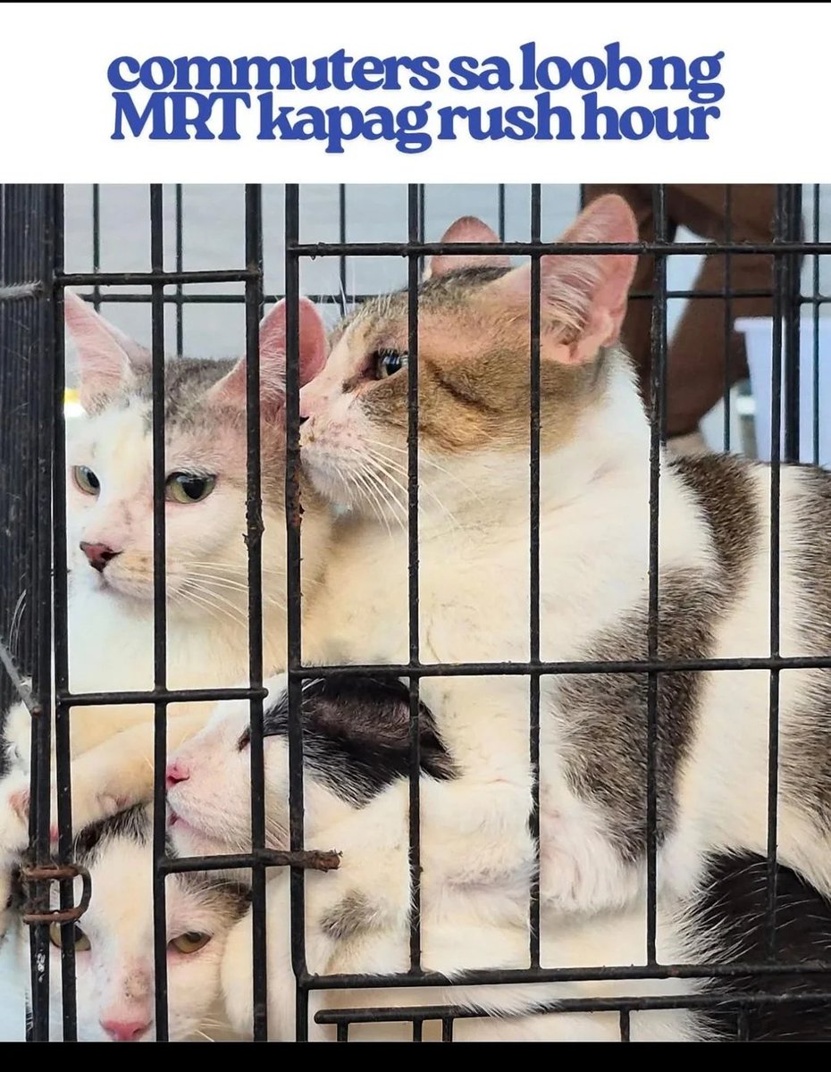 Anna Quintana Pablo tweet media