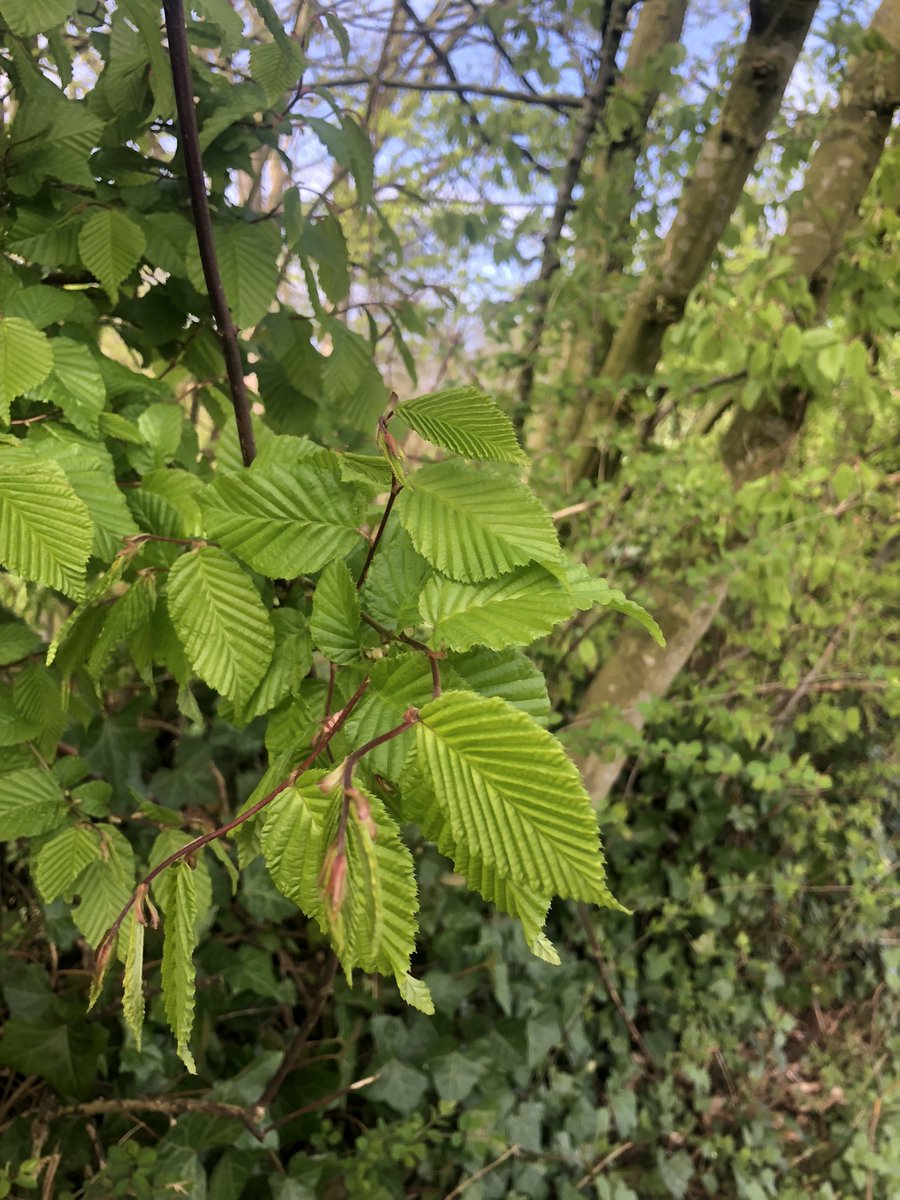 SWANWATCHUK tweet media