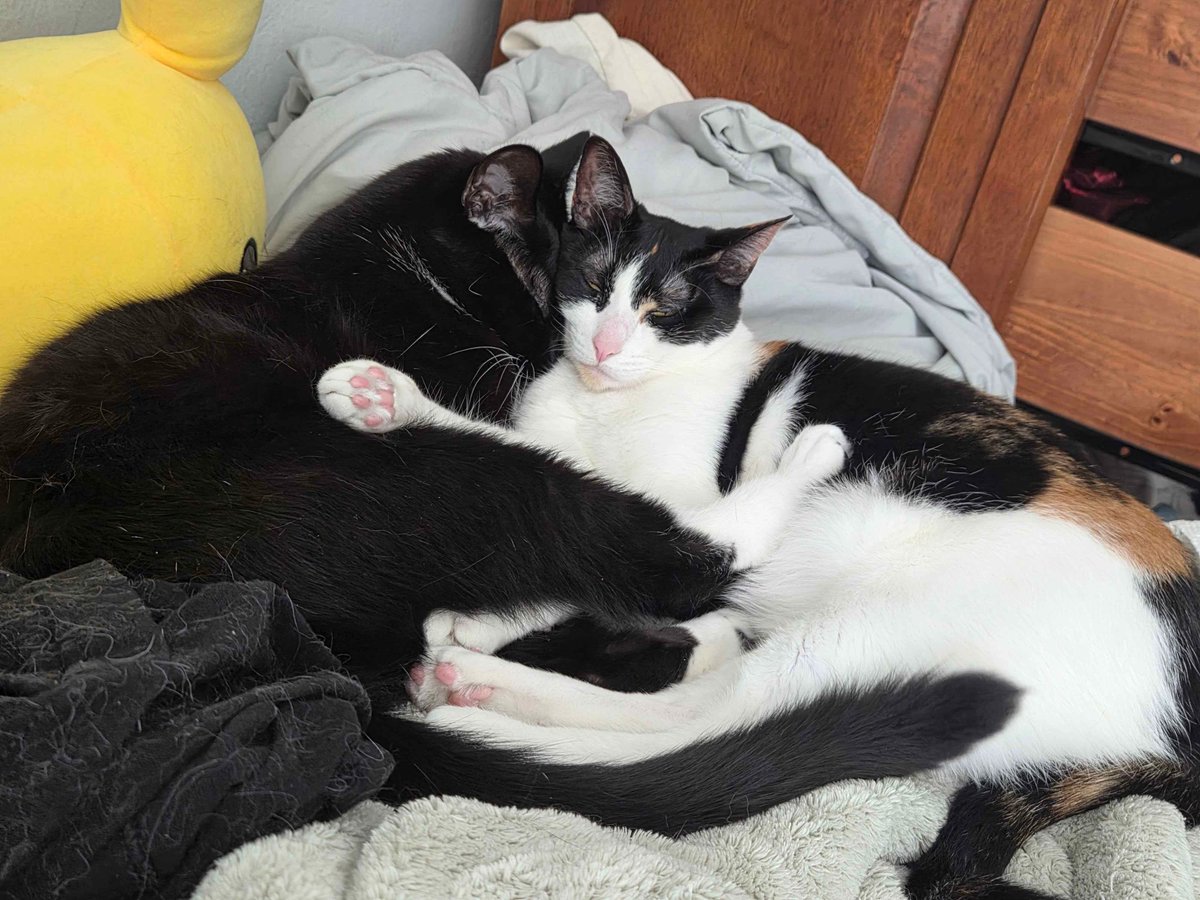 🍉rowan tweet media