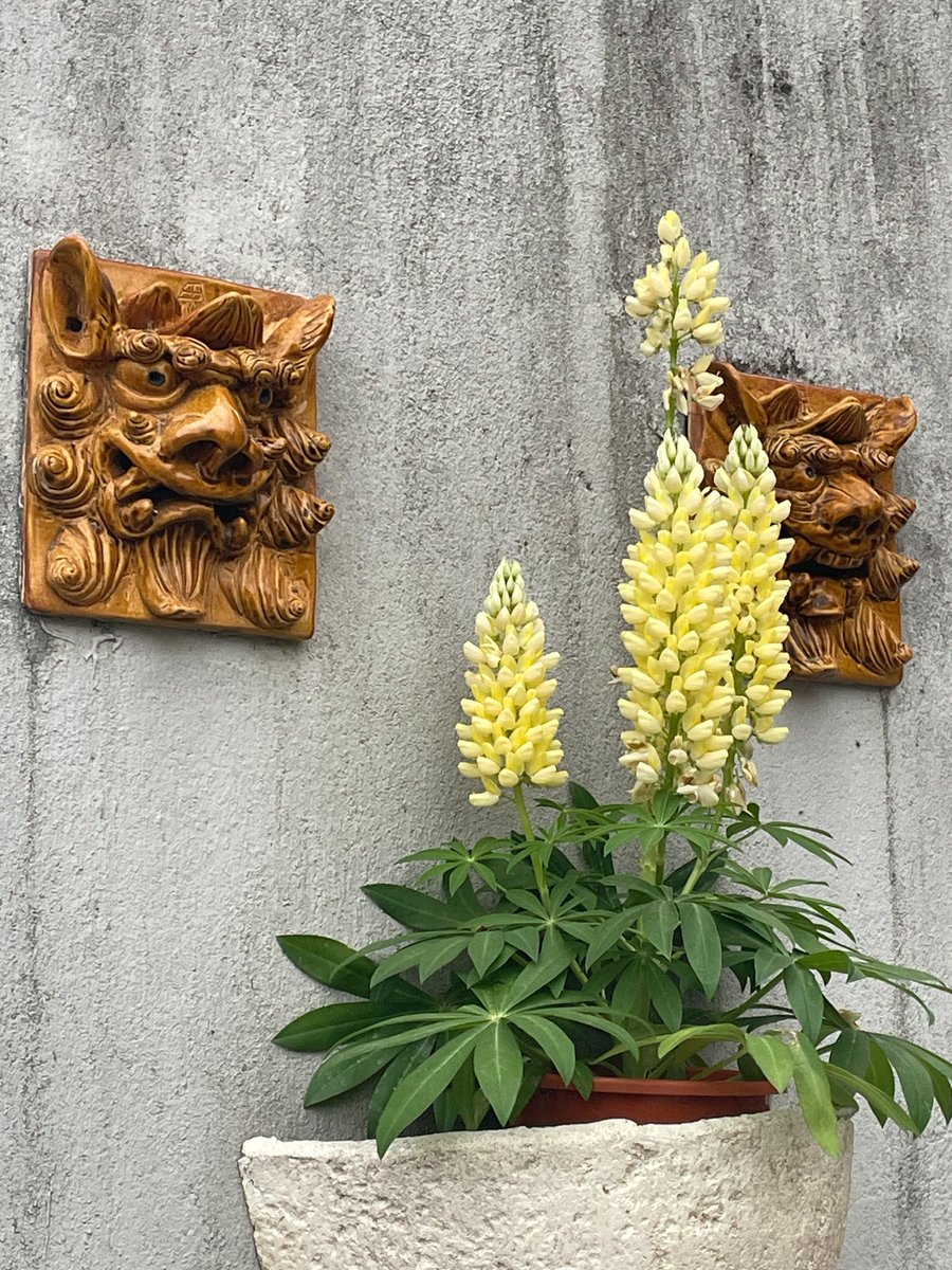 tachiban tweet media