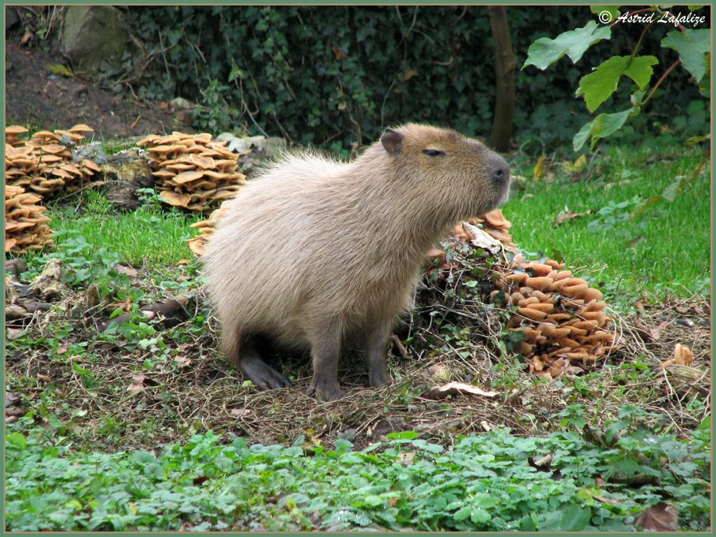 CapybaraHourly's tweet photo. https://t.co/Z5g7KZghm4