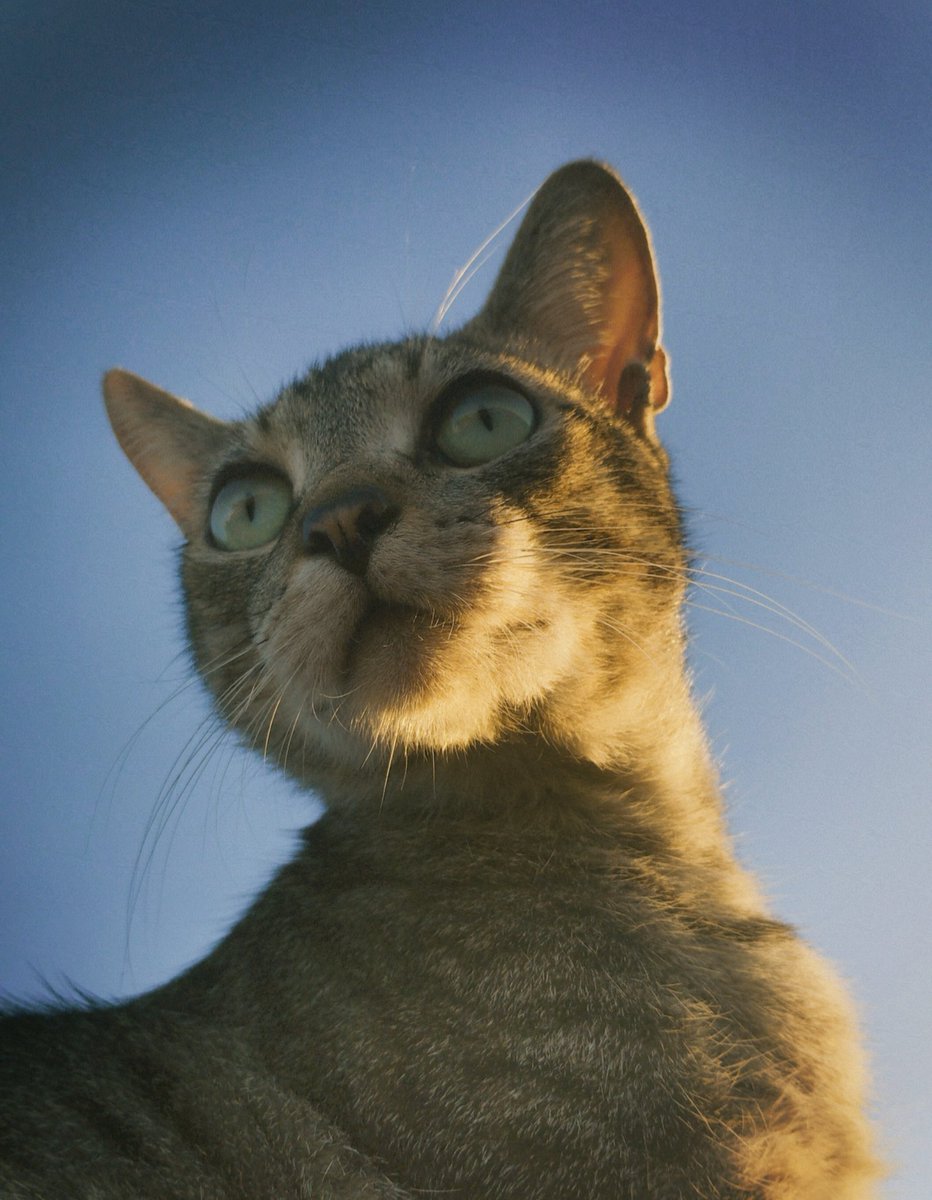 Pyke 🏹 tweet media