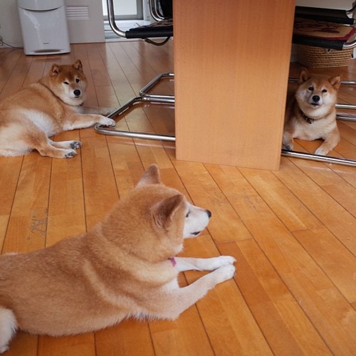 Shiba Every Hour tweet media