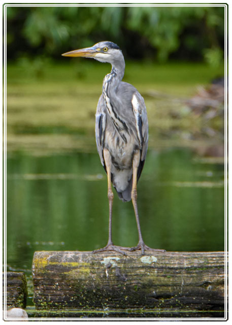 photos_dsmith's tweet image. A #heron taking a quick break on a #log in a #lake in the North West of #England. Shot using #Nikon by an #awardwinning #photographer / #photography #business. See more #images / #photos at darrensmith.org.uk #birding #birdphotography #naturephotography #animalphotography